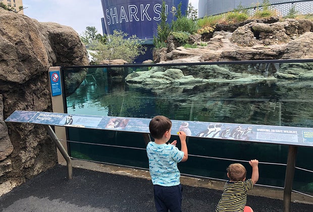 Things to do in Coney Island with kids: The New York Aquarium