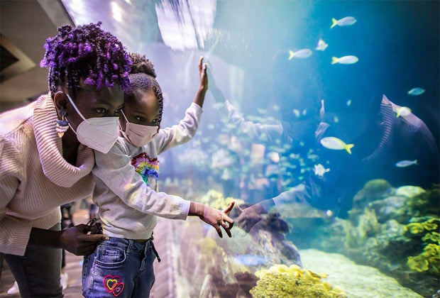 Things To Do on Mother’s Day in Chicago: Shedd Aquarium