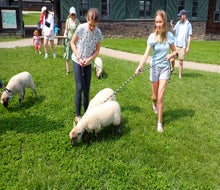 Shelburne Farms offers several opportunities to get hands-on with animals, like walking lambs to pasture. Photo by the author