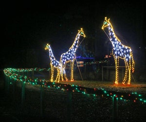 This winter wonderland is animal themed. Photo courtesy of Southwick Zoo 