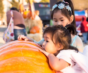 Where your little pumpkin can meet up with a great pumpkin. Photo courtesy of Speer Family Farms