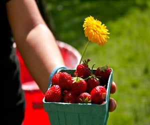 It's strawberry season, and Benner's Farm is celebrating this weekend. Photo courtesy of Benner's Farm