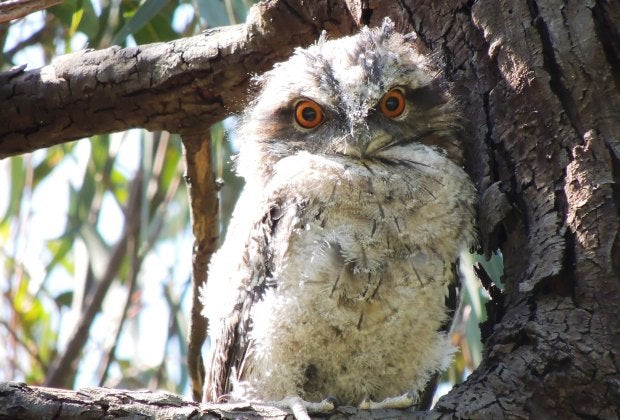 Whooooooo you looking at? Yes, you, tawny frogmouth. Photo by PsJeremy/CC BY 2.0