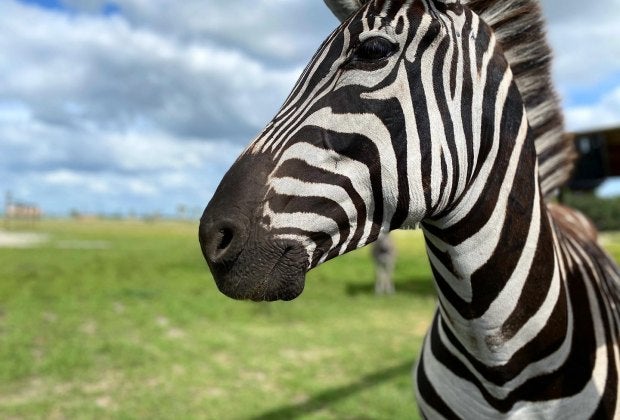 The Drive-thru Safari Park is open again! Photo courtesy of Wild Florida