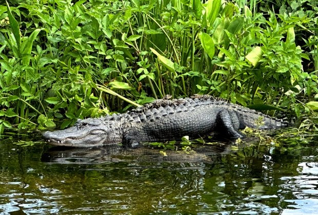 How many baby alligators can you find on Momma's back? 
