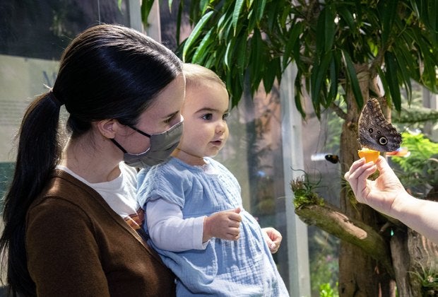 Visitors can mingle with up to 500 fluttering, iridescent butterflies at the Butterfly Conservatory at the American Museum of Natural History. Photo courtesy of AMNH