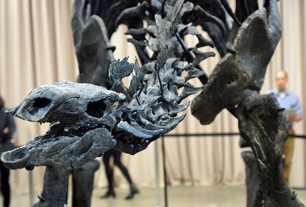 Visitors can come eye to eye with the newest member of the American Museum of Natural History's dinosaur collection in the Gilder Center lobby.