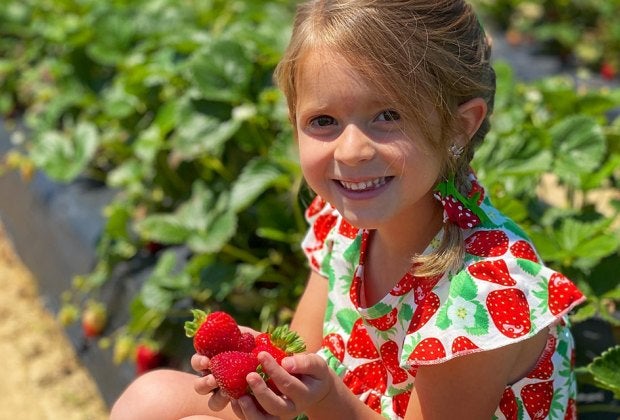Rows and rows of fresh strawberries are ripe for the picking at Washington Farms. Photo courtesy of the farm