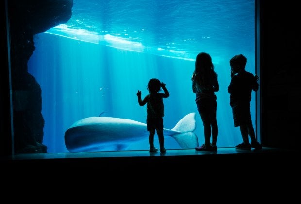 See what swims by at the Shedd Aquarium. Beluga photo courtesy of the Illinois Tourism Board.