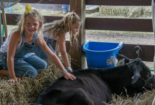 Meet lots of sweet animals at the New Jersey State Fair: Sussex County Farm & Horse Show. Courtesy of Sussex County Fairgrounds 