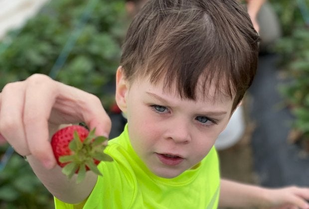 Strawberry picking at Froberg's Farm. Photo by Jessica Stautberg