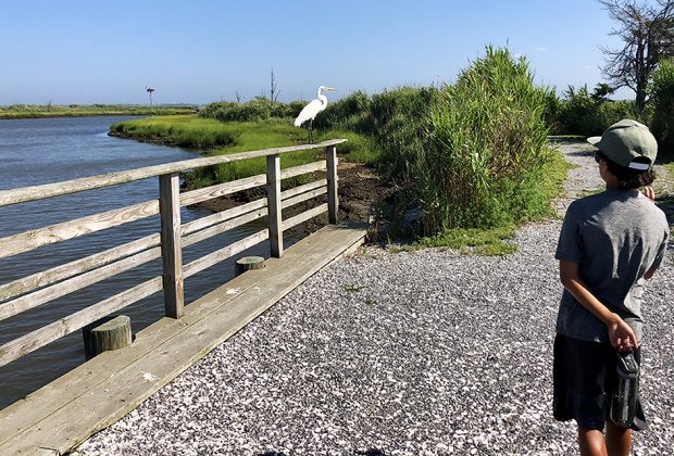 "Earl" the Egret greets visitors during their walk around the nature area.