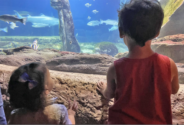 Sand tiger sharks and nurse sharks patrol Poseidon’s waters.