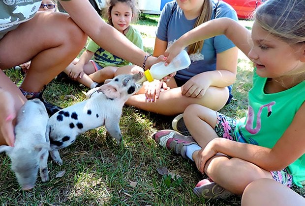 Visit with the piggies at Suffolk County Farm and Education Center. Photo courtesy of the center