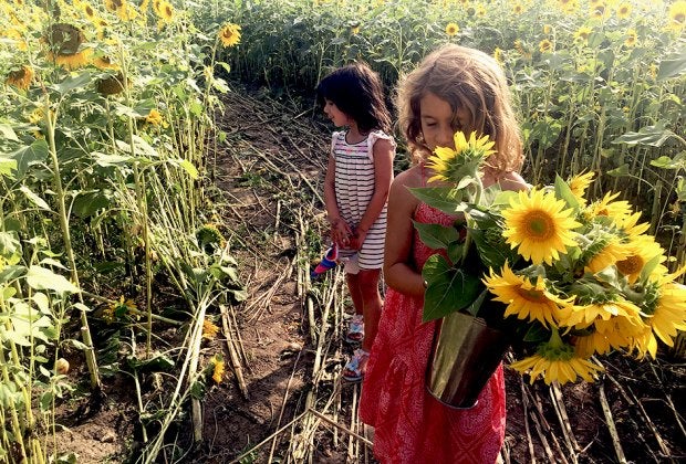 The Thompson Strawberry Farm in Bristol, Wisconsin. Photo by the author