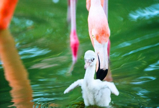 Losing your pink? Find out how to get it back!