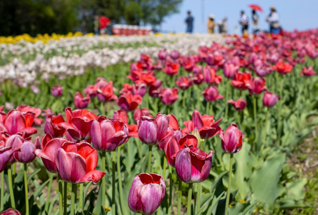 Spring is in the air and Heritage Farm & Garden is celebrating with a tulip festival in Muttontown.