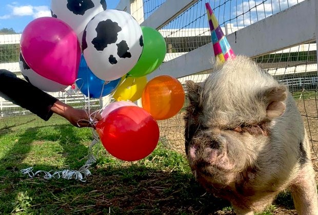 Party with the piggies and more friendly farm animals during a birthday party at Brookhollow's Barnyard in Boonton, New Jersey.