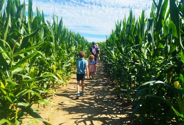 Get lost in the maze at Johnson's Locust Hall Farm. Photo by the author
