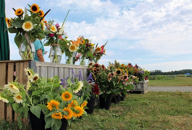 Beautiful blooms are just the start of the fun at Holland Ridge Farms Fall Flower Festival. Photo by Patrick Marini/courtesy of the farm