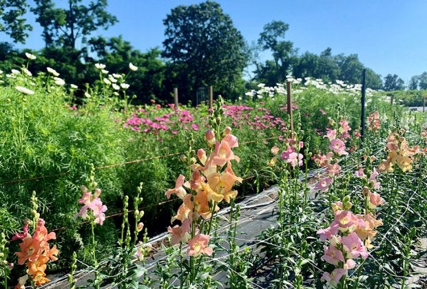 Beautiful pick-your-own blossoms await at Johnson's Locust Hall Farm in Jobstown. 