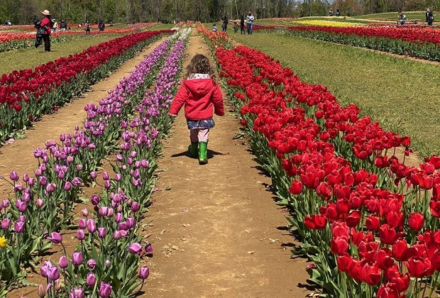 Row after row of tulips fills the fields at the stunning Holland Ridge Farms in Cream Ridge, New Jersey. Photo courtesy of the farm Row after row of tulips fills the fields at the stunning Holland Ridge Farms in Cream Ridge, New Jersey. Photo by Rose Gordon Sala