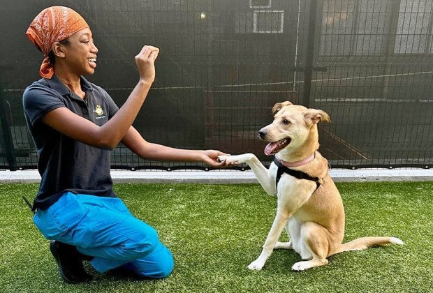 Add an animal member to your family from a shelter in NYC. Photo courtesy of Bideawee