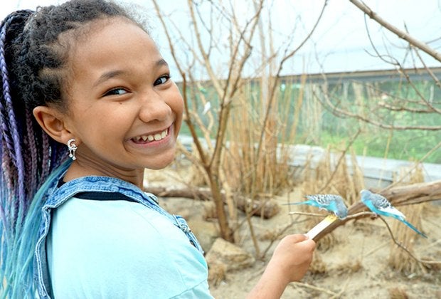Budgie Landing invites guests into the habitat of 1,000 free-flying mini-parrots for a chance to feed them from a stick. 