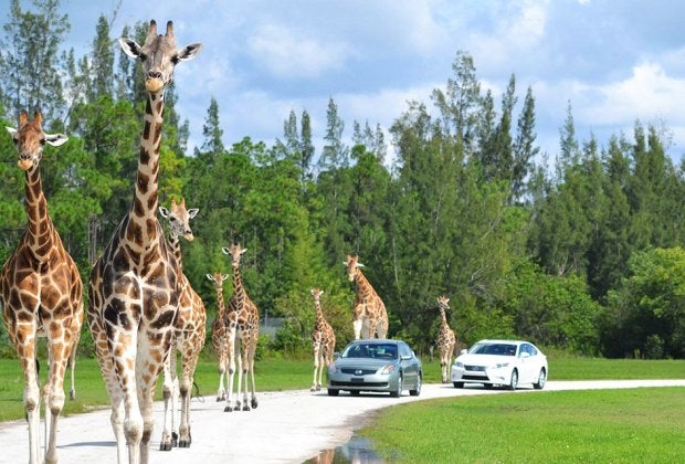 Lion Country Safari near West Palm Beach is home to more than 900 animals, including giraffes, lions, and zebras. Photo courtesy of the park