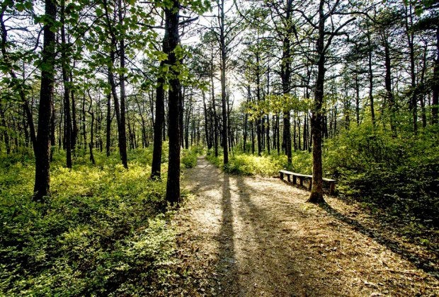Take a walk through the pristine and remote Quogue Wildlife Refuge. Photo courtesy of the refuge
