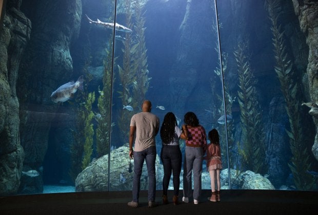 Dive into tons of fun in Long Beach. Photo courtesy of Aquarium of the Pacific