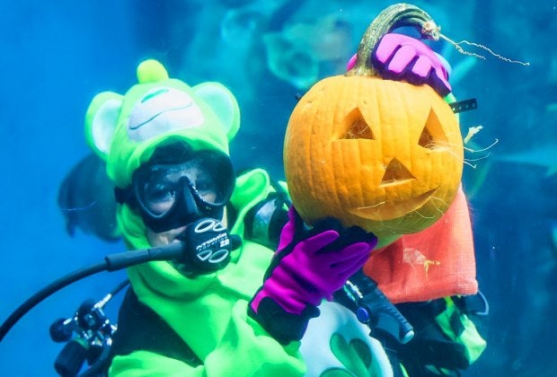 Underwater pumpkin carvings are a treat to see! Photo courtesy of the Aquarium of the Pacific
