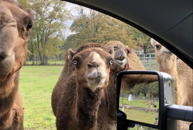 Photo courtesy of Pettit Creek Farms