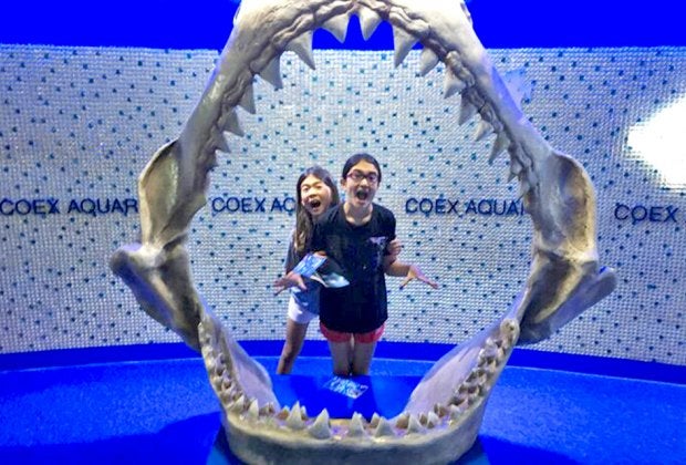 Head overseas to breathtaking Seoul, South Korea and make a stop at the Coex Aquarium. Photo by Diana Kim