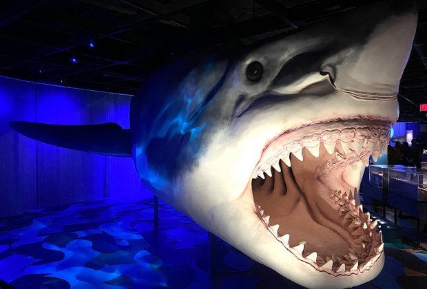 Sharks might have a fearsome reputation, but this new exhibition at the American Museum of Natural History aims to educate the public on the species.