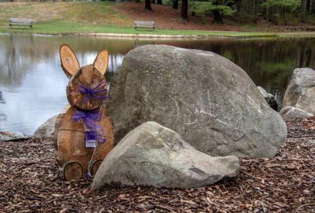 The bunnies are still out and about in Walpole Park. Photo courtesy of Wayne Fitzpatrick