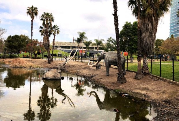 The La Brea Tar Pits are one of the  most famous fossil discovery spots in the world.