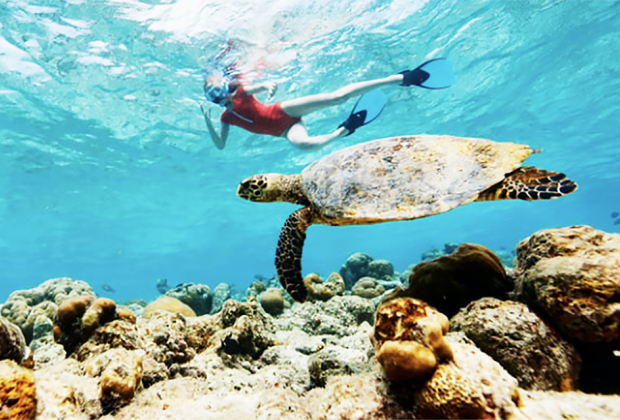 Get close to sea turtles and other marine life when snorkeling in Florida.