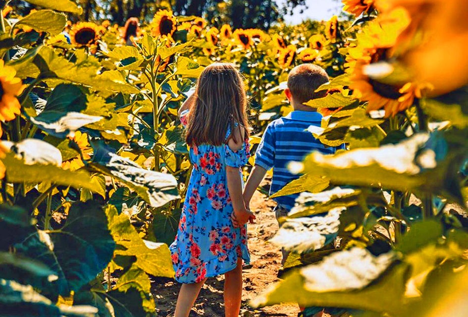 Lose yourself in a patch of sunflowers at Johnson's Locust Hall Farm. Photo by Cody Conk