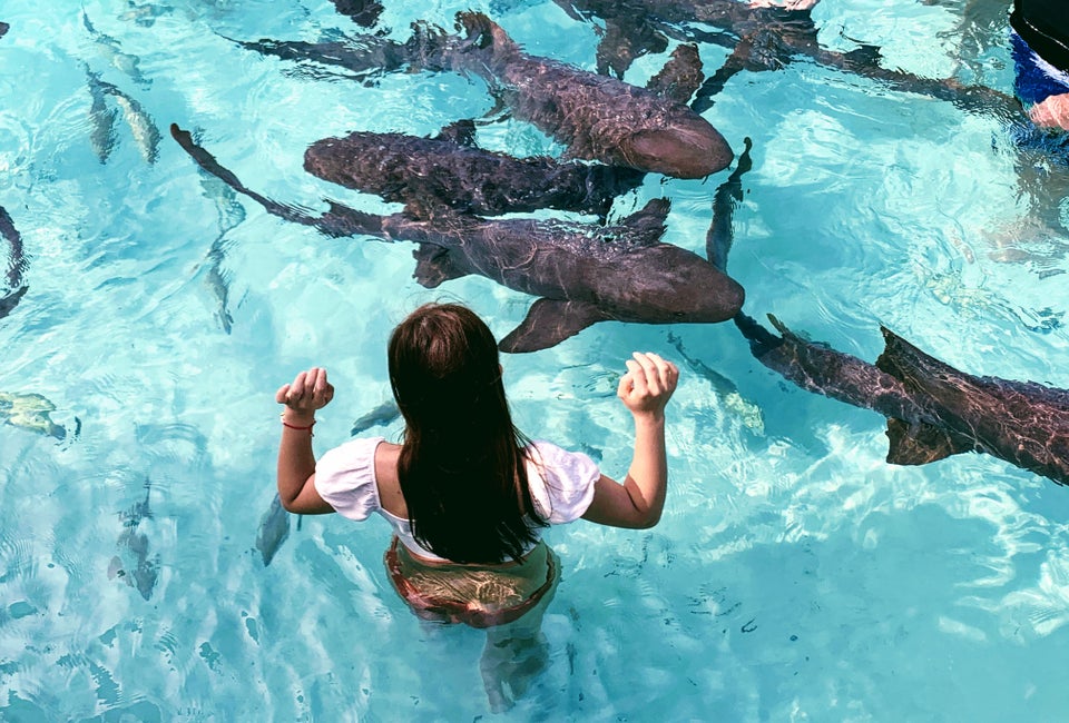 Meet nurse sharks during a day trip around the Exumas, a string of islands in the Bahamas.