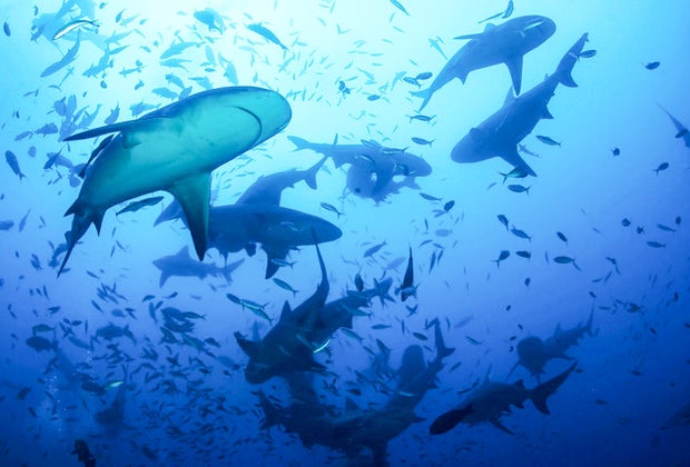 Photo of multiple sharks from Harvard's Swimming with Sharks exhibit.