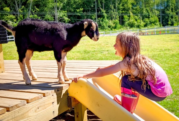 Image of child at petting zoo - Things To Do Before School Starts