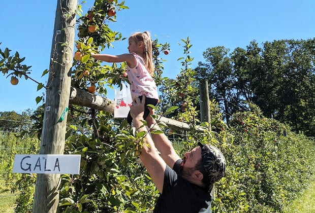 Girl reaching high for an apple at Terhune Orchards