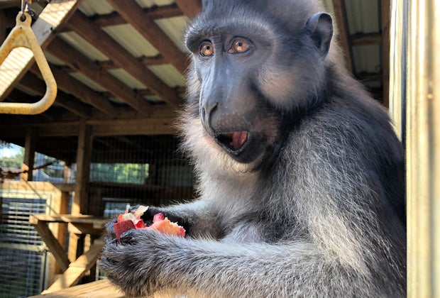 TGR Exotics Wildlife Park babboon