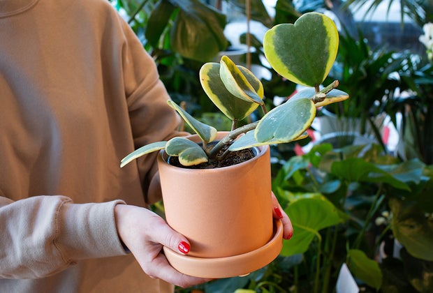 Close up of a planter at The Sill in Park Slope, Brooklyn