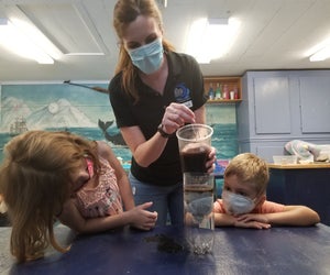 Take part in Ocean Science Sunday at The Whaling Museum. Photo courtesy of the museum