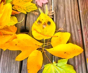 Get some exercise along with history and ecology for free! Photo courtesy of the Ansonia Nature Center