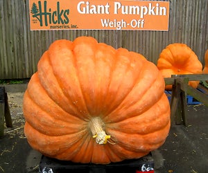 The giant pumpkin weigh-off tips the scales this weekend at Hicks Nurseries. Photo courtesy of the nursery
