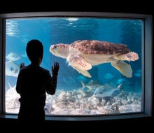 Sea turtles, jellyfish, and more await when visiting the Maritime Aquarium in Norwalk! Photo courtesy of the Maritime Aquarium in Norwalk 