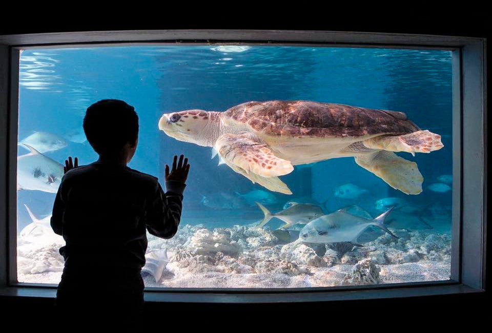 Sea turtles, jellyfish, and more await when visiting the Maritime Aquarium in Norwalk! Photo courtesy of the Maritime Aquarium in Norwalk 